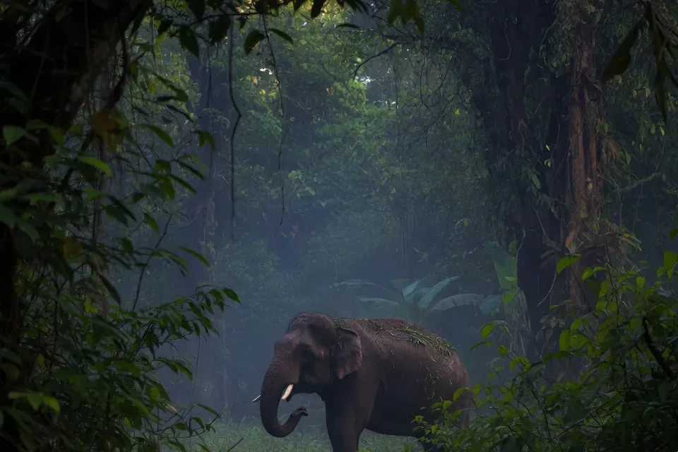 Thailand's National Parks — later in the day.