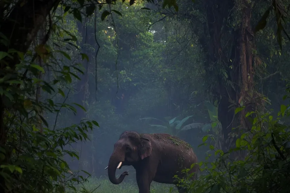 Thailand's Wildlife — later in the day.